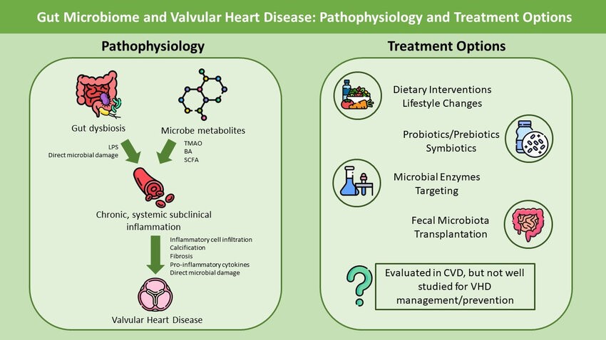 Gut Microbiome and Its Role in Valvular Heart Disease: Not a “Gutted” Relationship